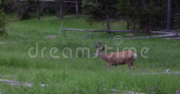 黄石公园4k24fps吃白尾鹿视频的预览图