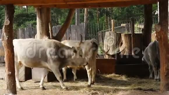 年轻的牛和公牛在农场里觅食视频的预览图