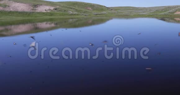 燕子在倒影的池塘边追逐昆虫视频的预览图