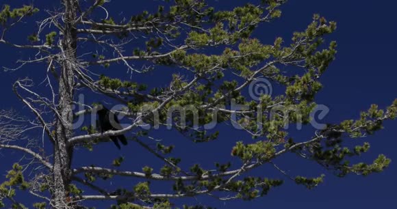 蓝天4k24fps的松树中的乌鸦视频的预览图