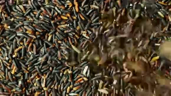 黑米的谷物掉落选定水稻轮播背景视频的预览图