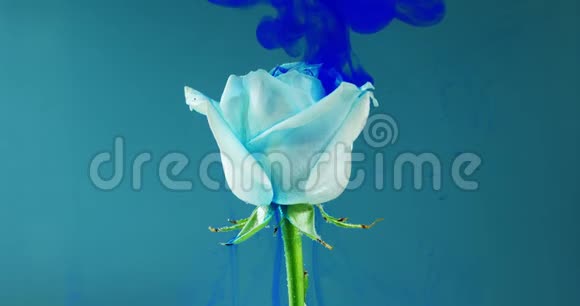 五颜六色的水滴落在蓝色背景下美丽的玫瑰上视频的预览图