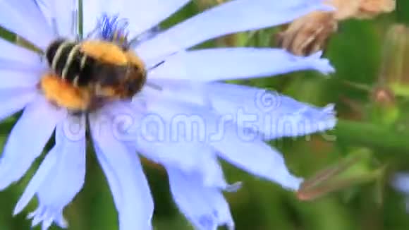 紫樱花上蜜蜂的特写常见的气垫视频的预览图