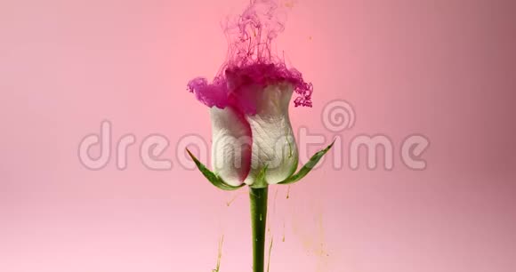 五颜六色的水滴落在粉红色背景下美丽的玫瑰上视频的预览图
