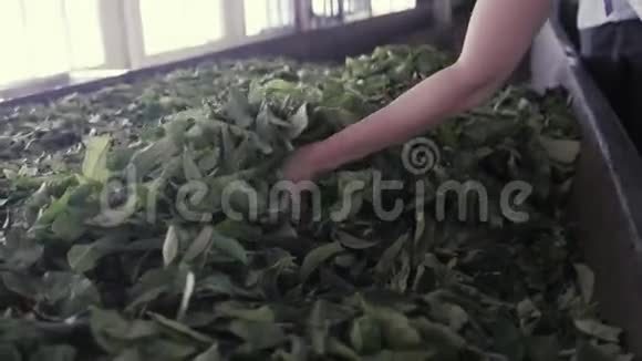 活跃的白种人金发女人手臂举到天空在斯里兰卡埃拉附近的茶花户外旅游视频的预览图