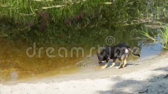 狗从河里喝水视频的预览图