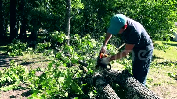 园丁在暴风雨后锯掉的树枝视频的预览图