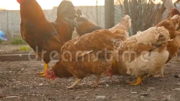 棕色鸡吃谷物视频的预览图