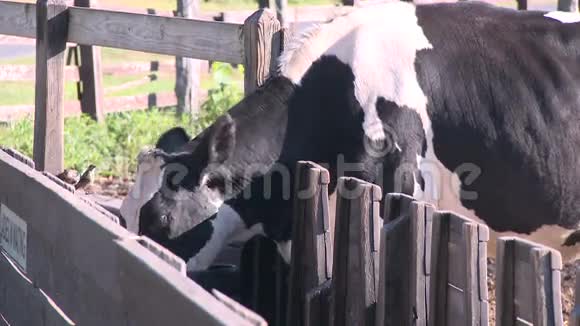 牧场放牧的奶牛9只中的2只视频的预览图
