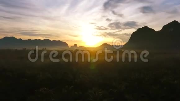令人惊叹的金色日出鸟瞰棕榈油树种植园空中高清泰国范恩加视频的预览图