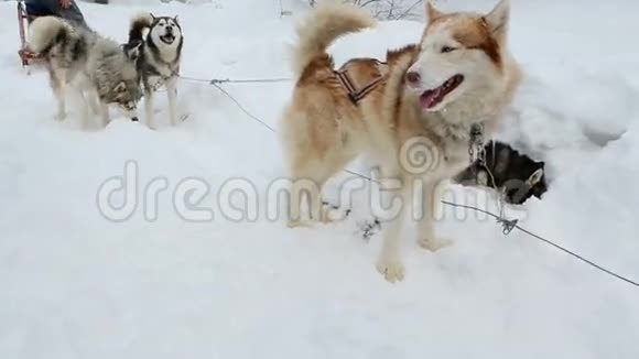 雪橇狗雪橇极地狗毛茸茸的哈士奇立场期待球队视频的预览图