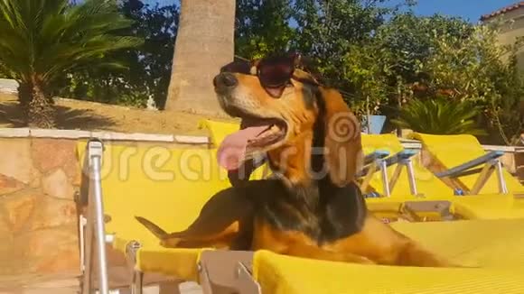 可爱的狗坐在躺椅上戴着太阳镜一个夏天的时刻视频的预览图