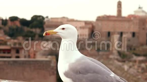 白色海鸥坐在屋顶上环顾四周鸟在旧城的背景下飞走了视频的预览图