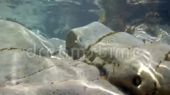 从水下看到的岩石和海藻视频的预览图