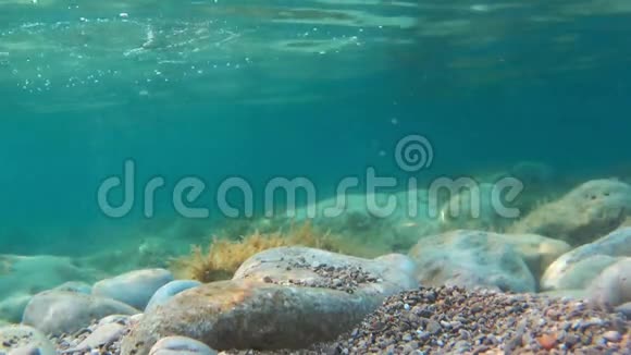 从水下看到的岩石和海藻视频的预览图
