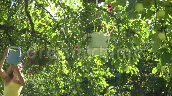 夏天花园里的果树上挂着一个漂亮的园丁女人带着浇水罐的花盆4K视频的预览图