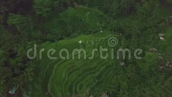 绿米梯田空中景观绿色水稻种植山地无人驾驶飞机观景农业和农业概念视频的预览图