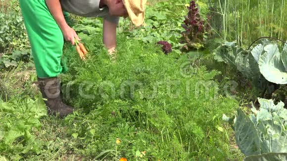 在农场采摘新鲜有机胡萝卜的男性农民4K视频的预览图