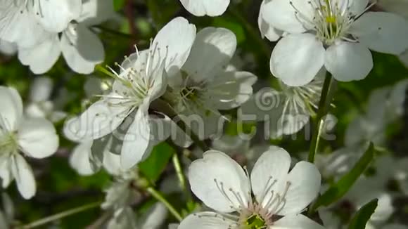 花树樱花枝花特写拍摄高清静态摄像机视频的预览图