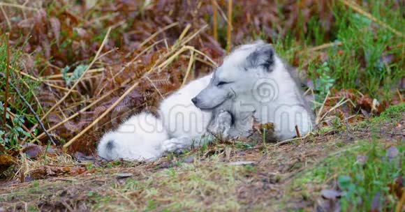 深秋时分北极狐躺在森林里视频的预览图