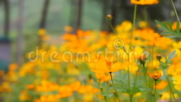视频模糊美丽的黄花和蓝天模糊景观自然户外背景视频的预览图