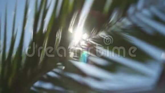 太阳的光芒穿过棕榈树的枝条视频的预览图