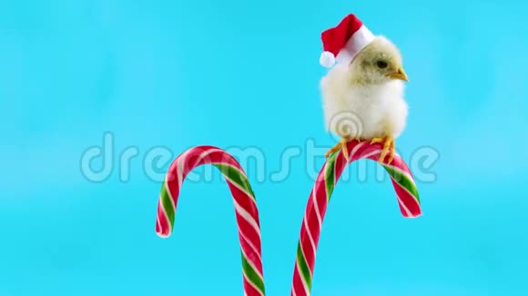 戴着圣诞老人帽子的小公鸡坐在传统的甘蔗上视频的预览图