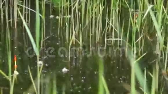 用浮子在竿子上的芦苇间钓鱼视频的预览图