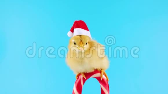 黄色的小公鸡戴着圣诞老人的帽子戴着传统的甘蔗视频的预览图