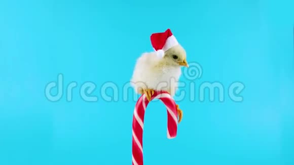 戴着圣诞老人帽子的小公鸡坐在糖果藤上视频的预览图