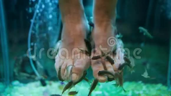 加拉鲁法鱼修脚视频的预览图