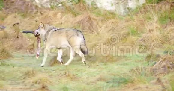 狼带着一块肉在森林里跑掉了视频的预览图