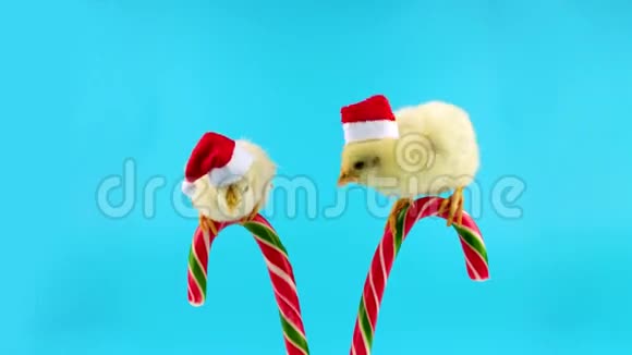 两个戴着圣诞帽的金色小公鸡坐在糖果罐上视频的预览图