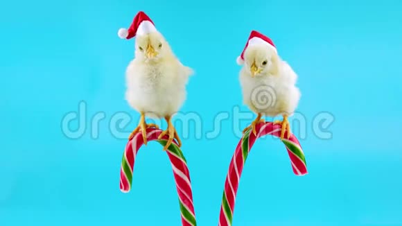 两个戴着圣诞帽的可爱小公鸡坐在糖果拐杖上视频的预览图