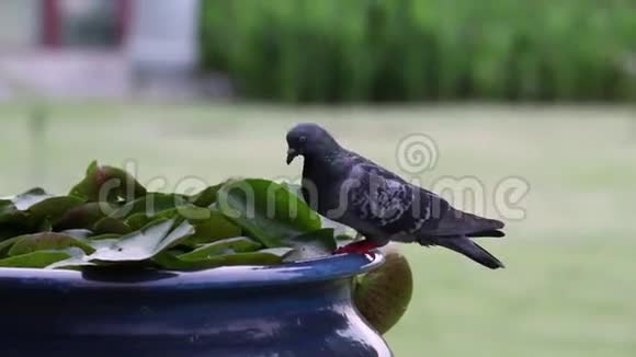 花园里的鸽子视频的预览图