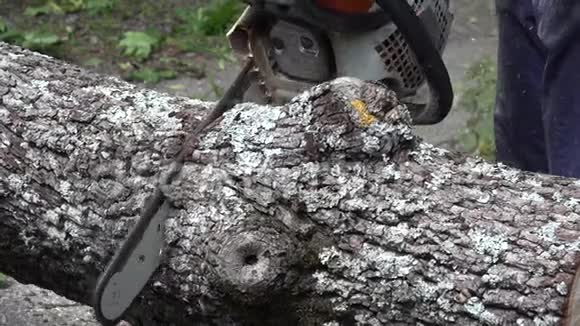关闭电锯切割木材树干视频的预览图