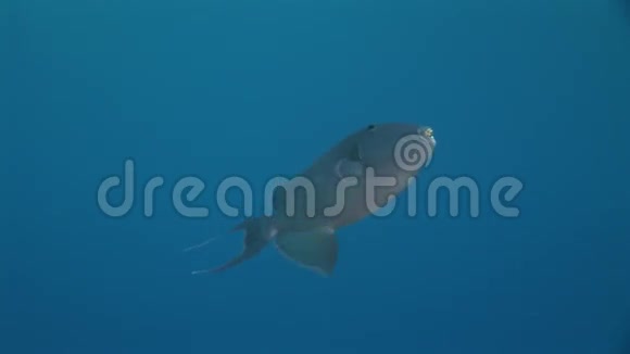 红海海底景观背景下的外科鱼类视频的预览图