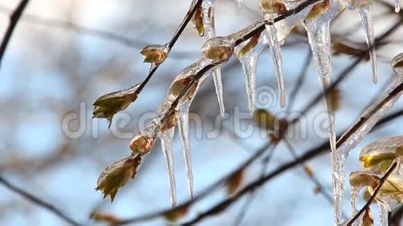 天气异常霜冻一个春天公园里的树枝有小叶子和肾脏上面覆盖着冰树上的大冰柱视频的预览图