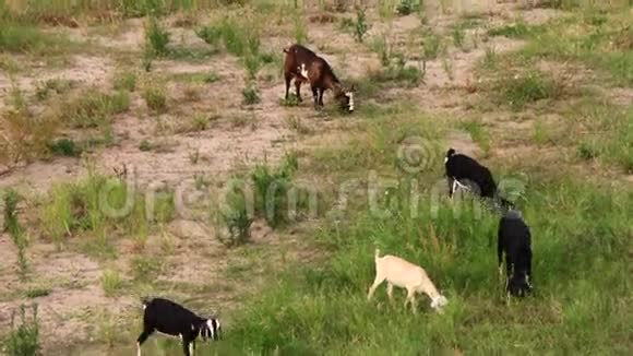 山羊在田里放牧视频的预览图