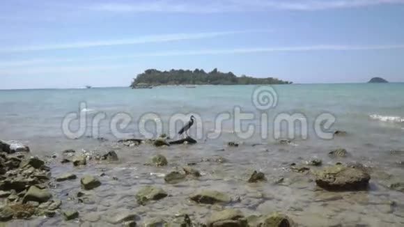 泰国KohChang岛上的珊瑚礁Heron视频的预览图