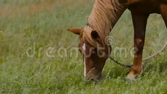 棕色的白马在夏天有青草春天的牧场特写视频的预览图