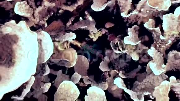 躲在珊瑚里的鱼和在菲律宾深海寻找食物视频的预览图