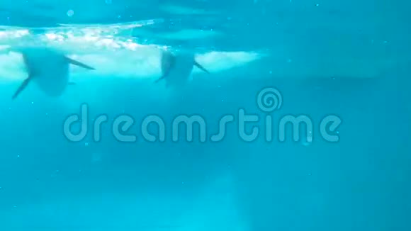 海豚尖锐地靠近相机视频的预览图