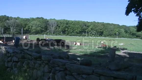 在牧场吃草的奶牛第8只共9只视频的预览图