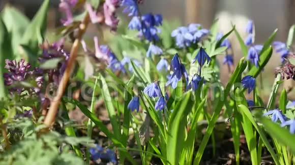 蓝色的雪滴草春林初夏的大自然花朵美丽的风景视频的预览图
