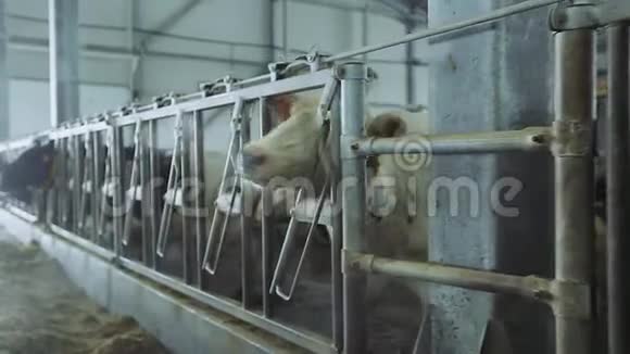 现代奶牛场奶牛站在钢笔里吃干草视频的预览图