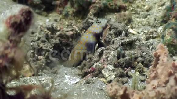 在菲律宾寻找食物的深海黄斑鱼视频的预览图
