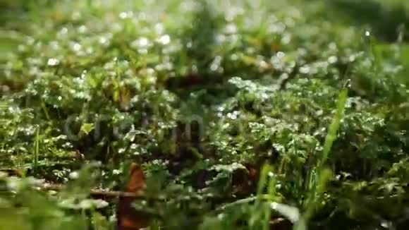 镜头在草地上以露水接近绿草视频的预览图