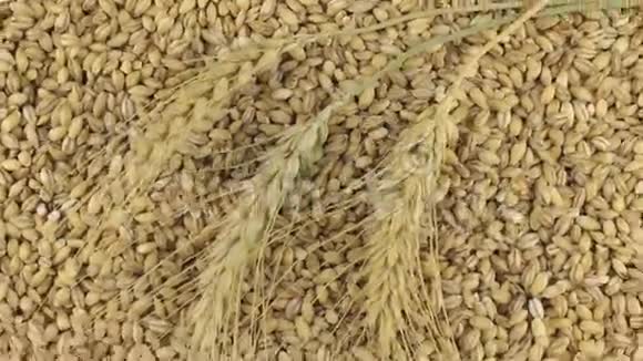 小麦小穗在珍珠大麦颗粒上的旋转视频的预览图