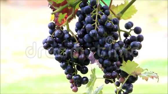 在灌木上酿葡萄视频的预览图